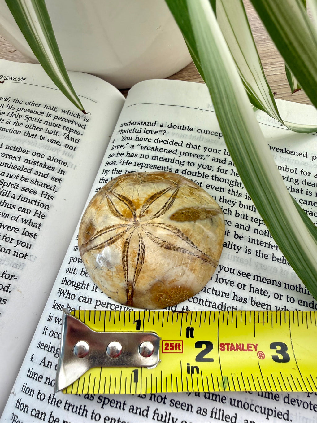 Fossilized sand dollar on an open book with a measuring tape for scale
