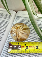Fossilized sand dollar on an open book with a measuring tape for scale