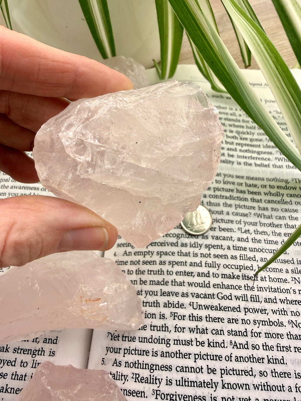 Hand holding a rose quartz crystal over an open book with plants in the background