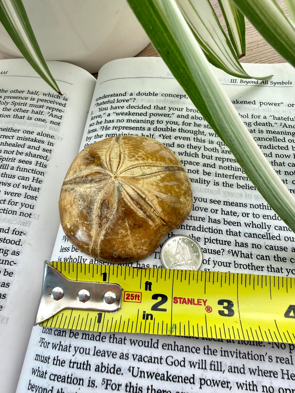 Fossilized starfish on an open book with a Stanley tape measure for scale