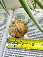 Fossilized starfish on an open book with a Stanley tape measure for scale