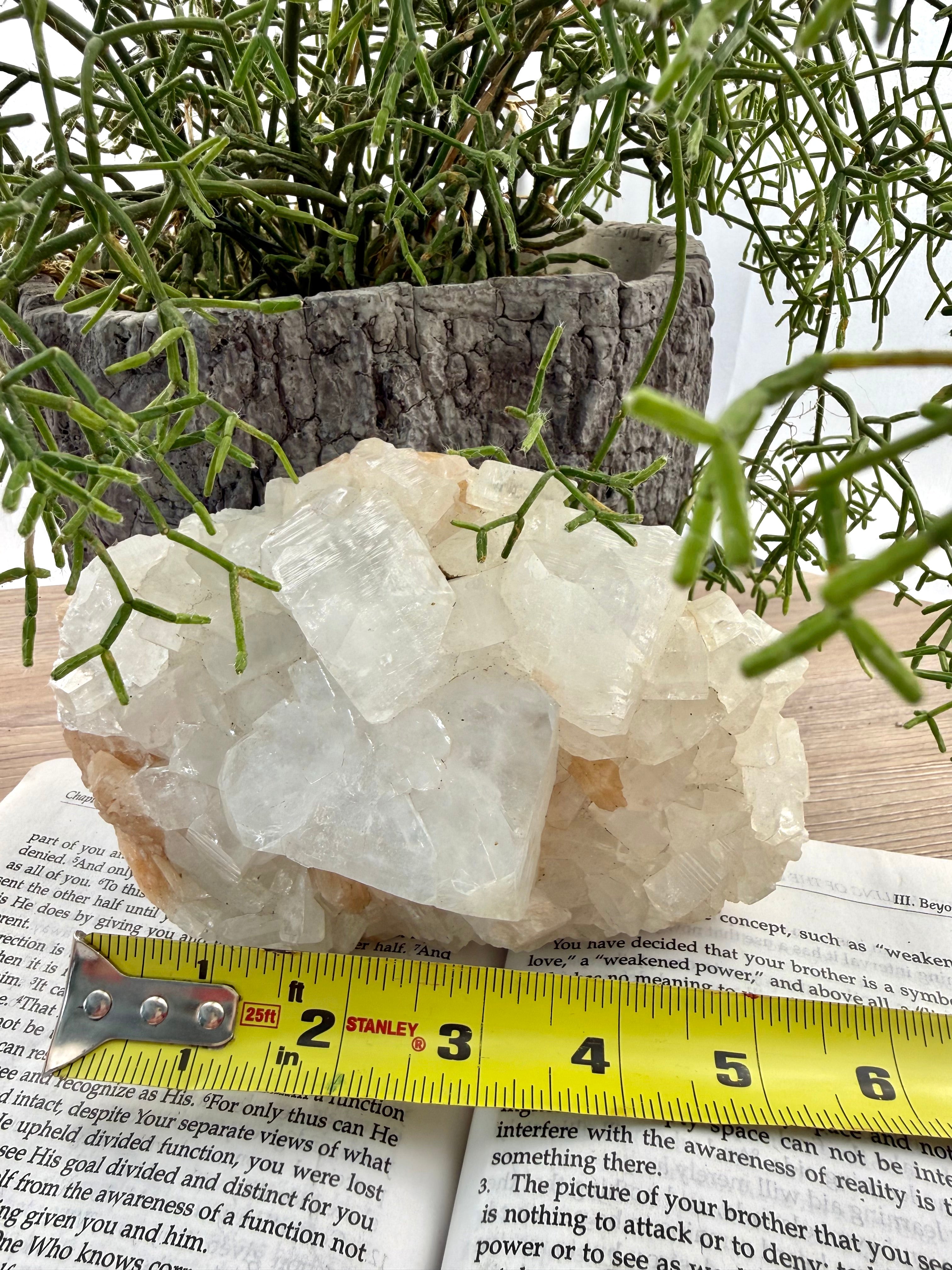 Crystal cluster on a newspaper with a ruler for scale, surrounded by greenery.