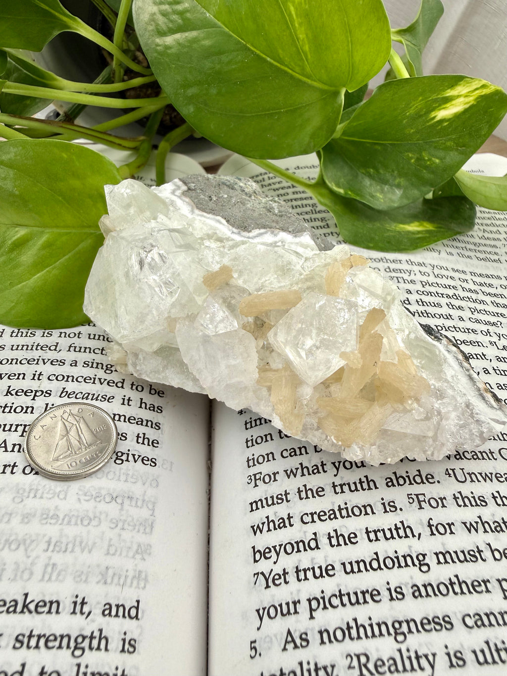 Apophyllite crystal on an open book with green leaves in the background