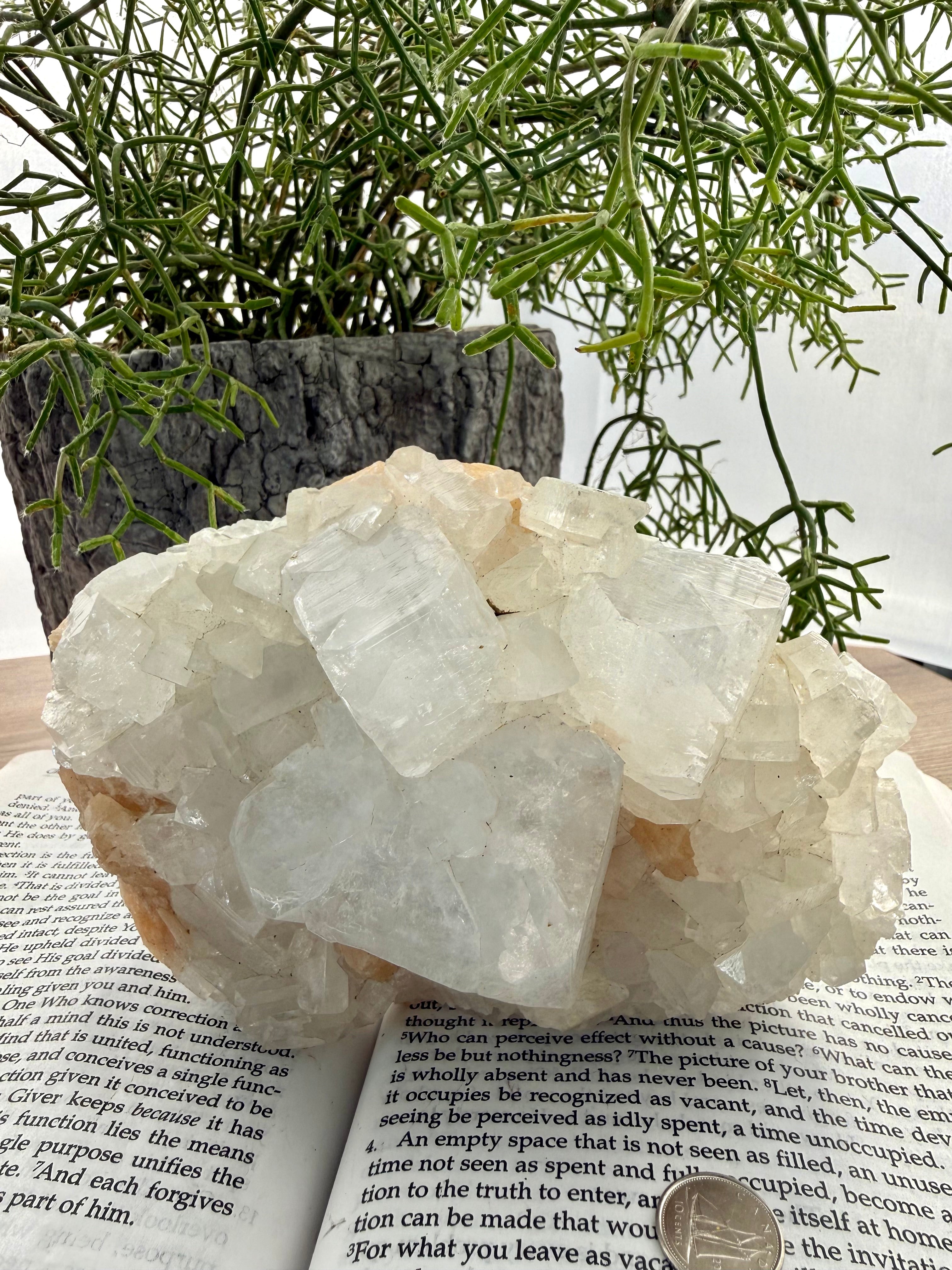 Large Apophyllite crystal cluster on a book with greenery in the background