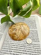 sand dollar on an open book with plants in background 
