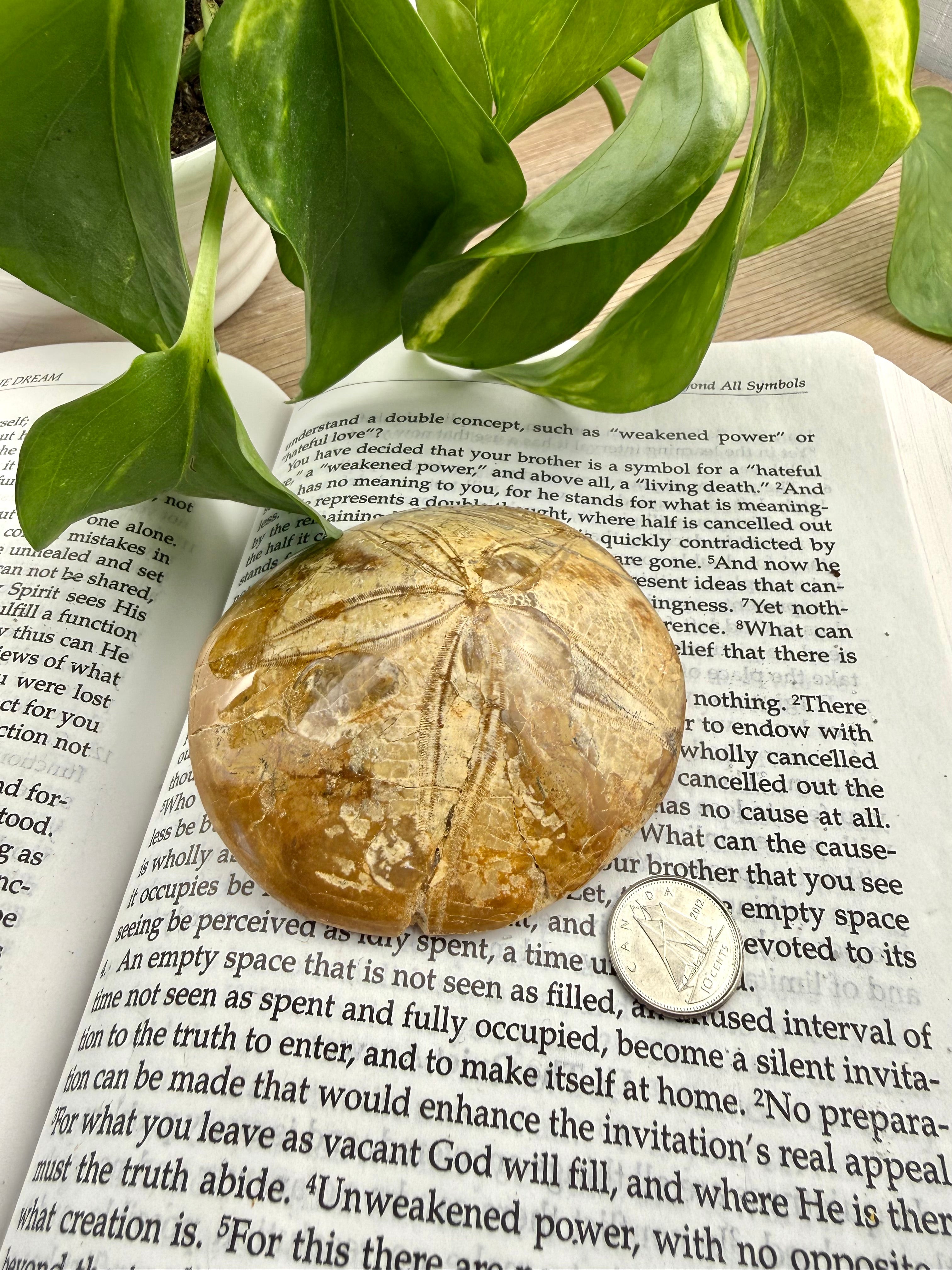sand dollar on an open book with plants in background 