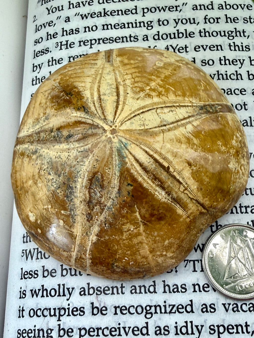 Fossilized sand dollar on a piece of paper with text