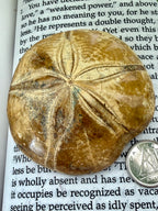 Fossilized sand dollar on a piece of paper with text