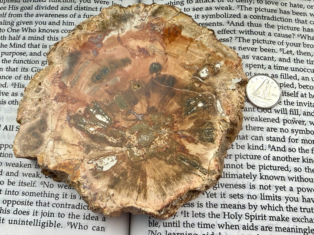 Close-up of a petrified wood slice on an open book