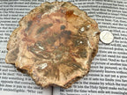 Close-up of a petrified wood slice on an open book