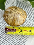 Fossilized sea urchin shell on a piece of paper with a measuring tape for scale.