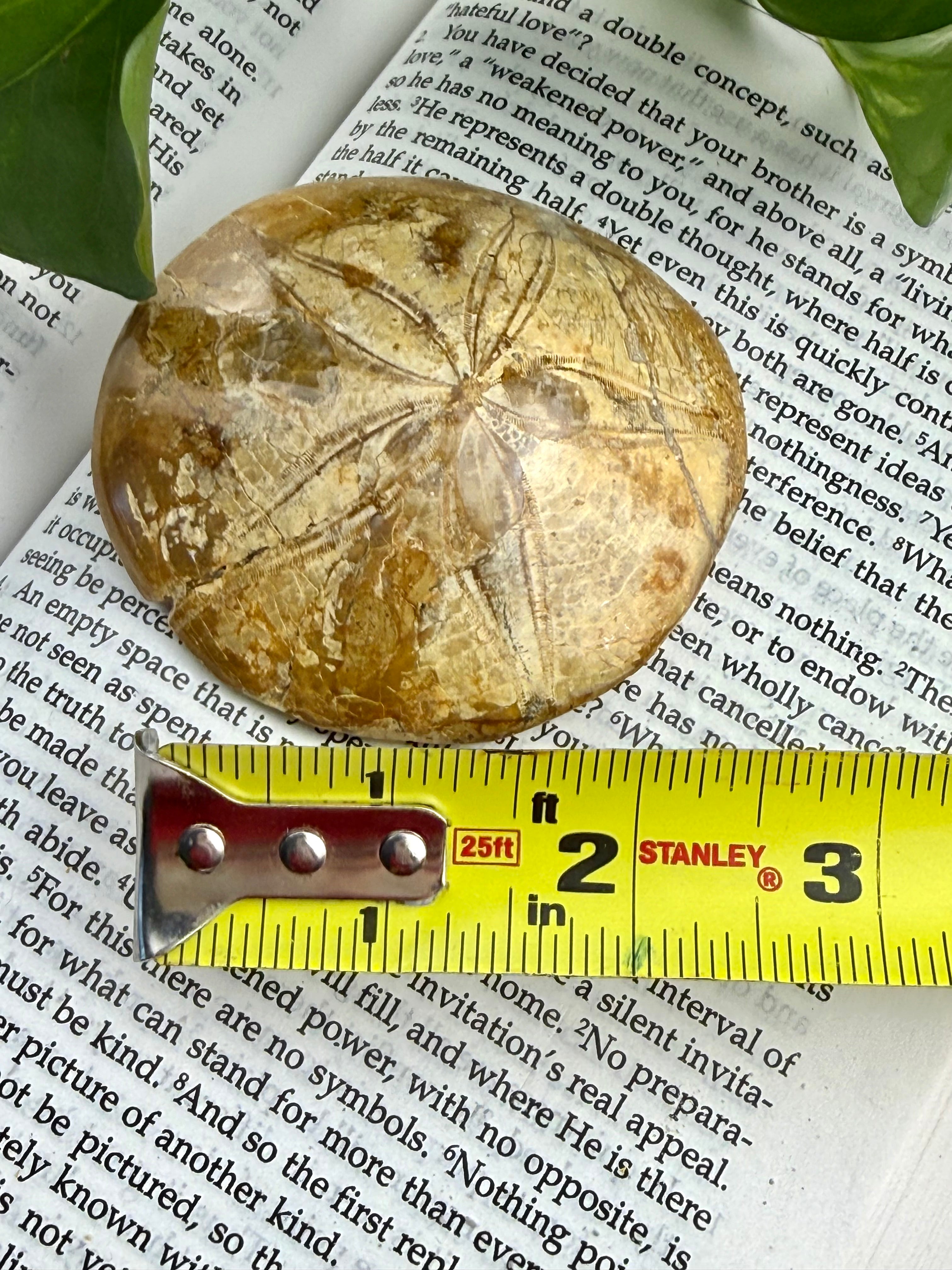 Fossilized sea urchin shell on a piece of paper with a measuring tape for scale.