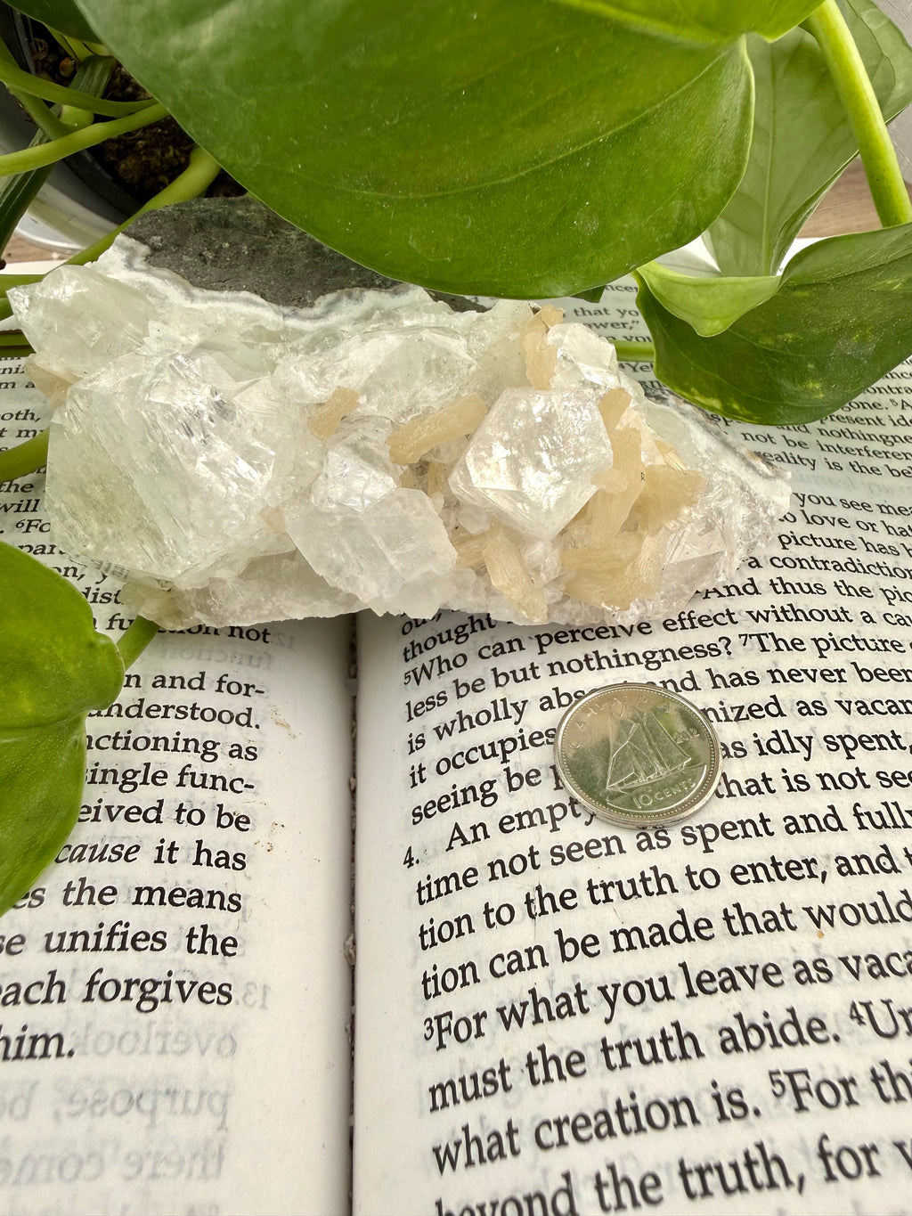 Apophyllite rystal on an open book with green leaves