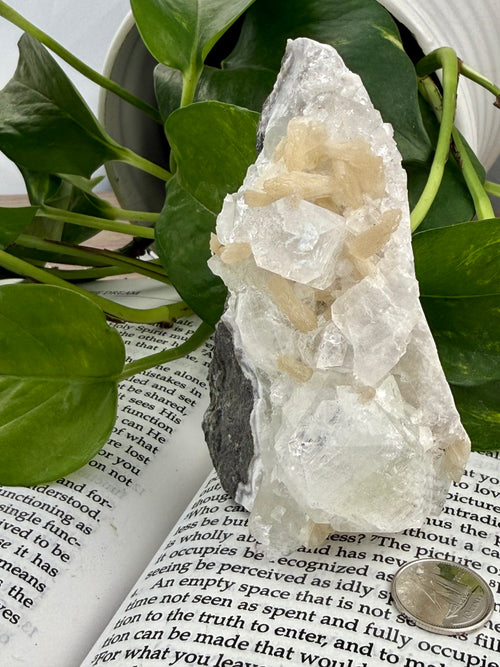 Apophyllite standing on a book with leaves and a dime for scale 