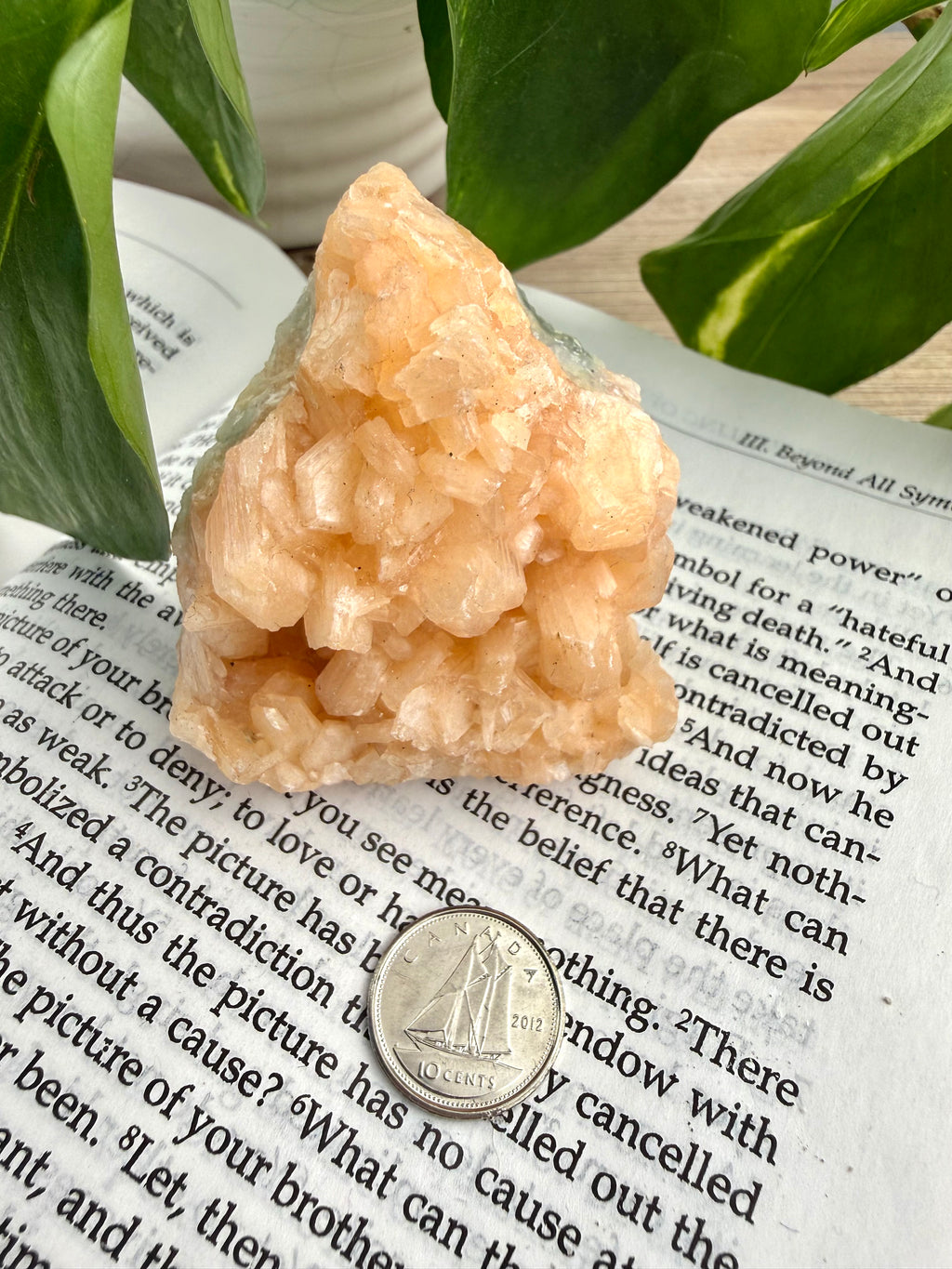 Stilbite standing on a book with a dime for scale 