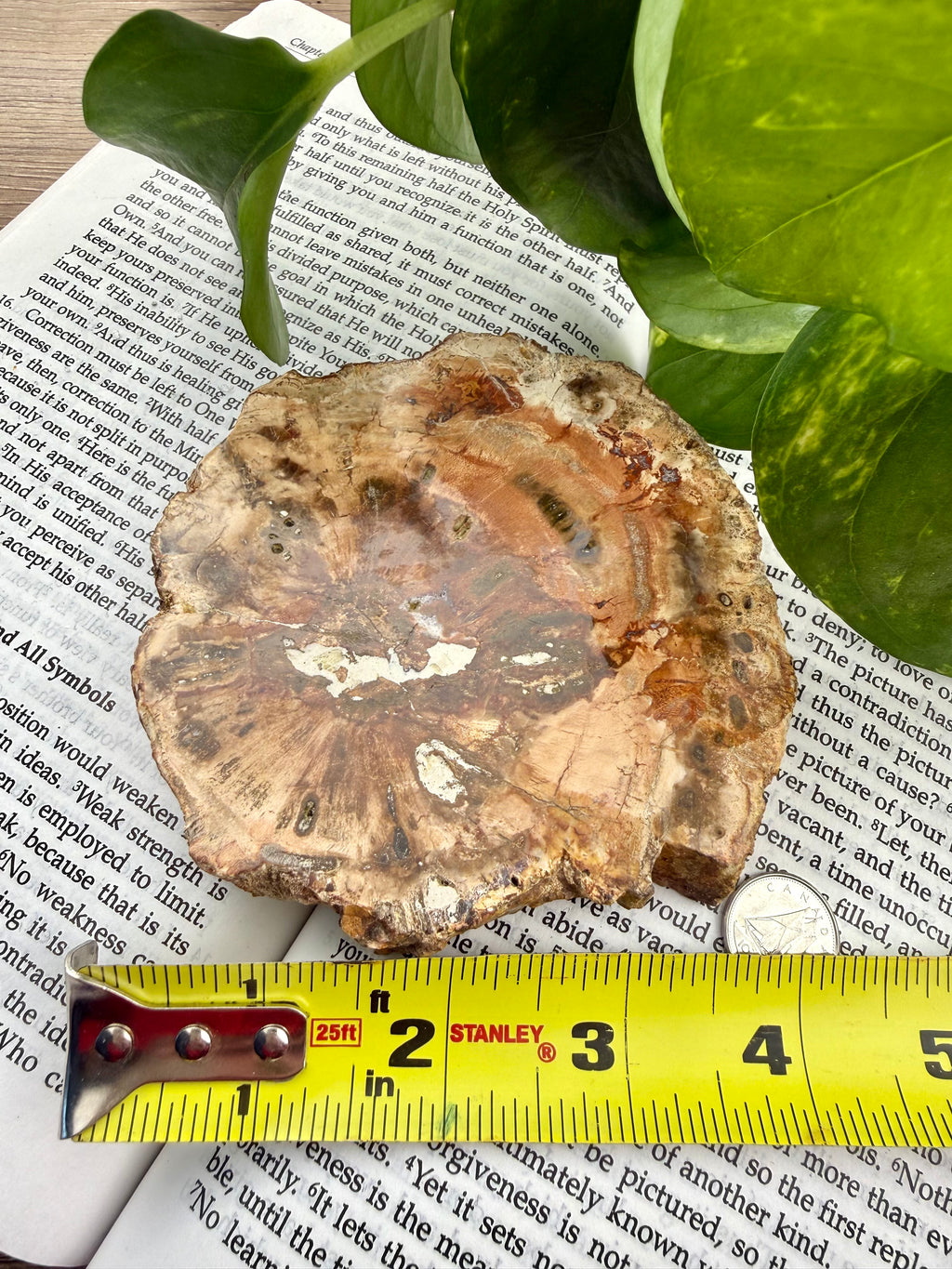 Petrified wood slice on a piece of paper with a measuring tape for scale showing it's about 4" across 