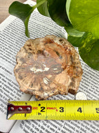 Petrified wood slice on a piece of paper with a measuring tape for scale showing it's about 4" across 