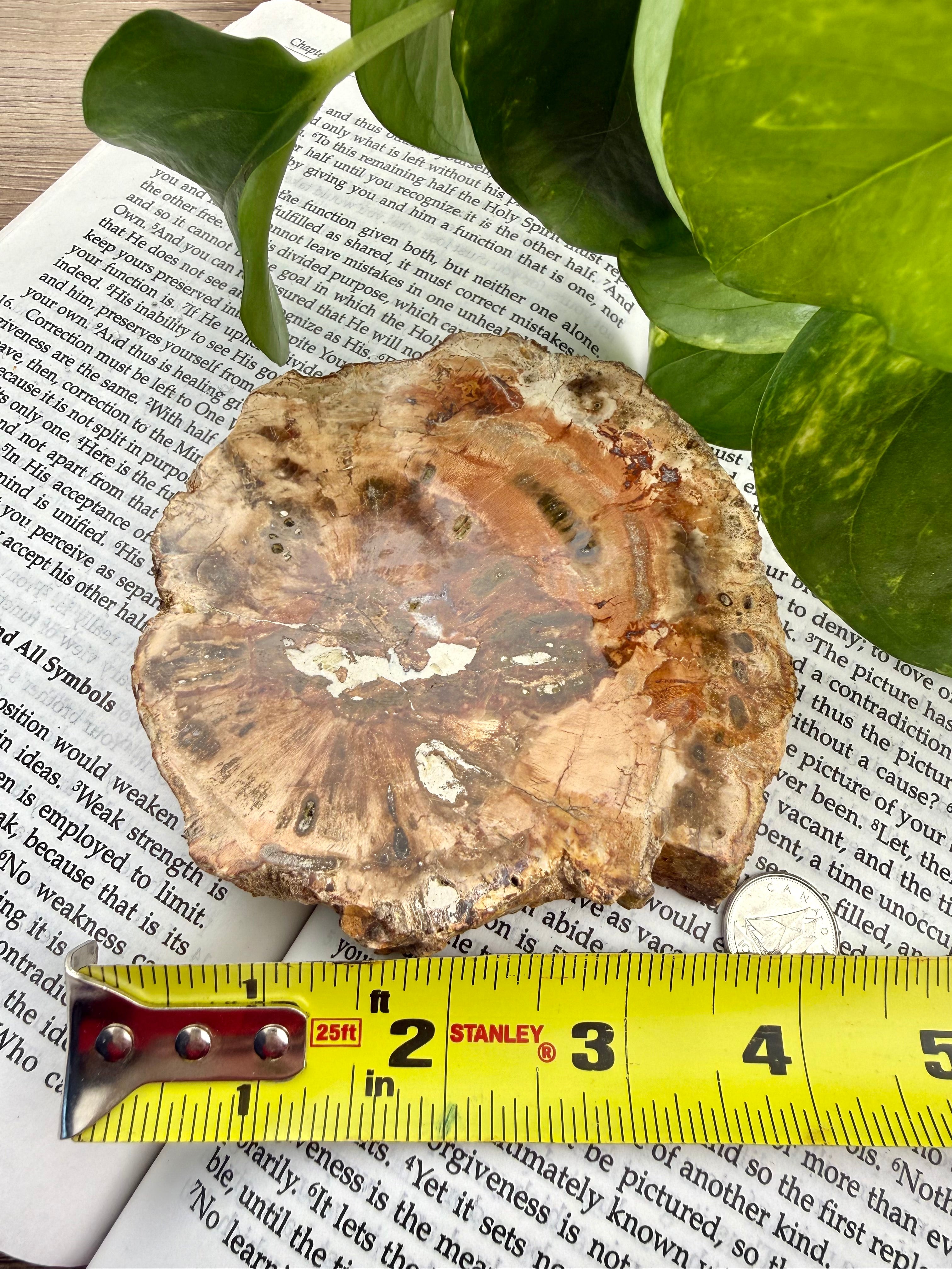 Petrified wood slice on a piece of paper with a measuring tape for scale showing it's about 4" across 