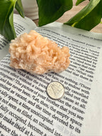 Stilbite crystal on an open book with a coin underneath, surrounded by green leaves.