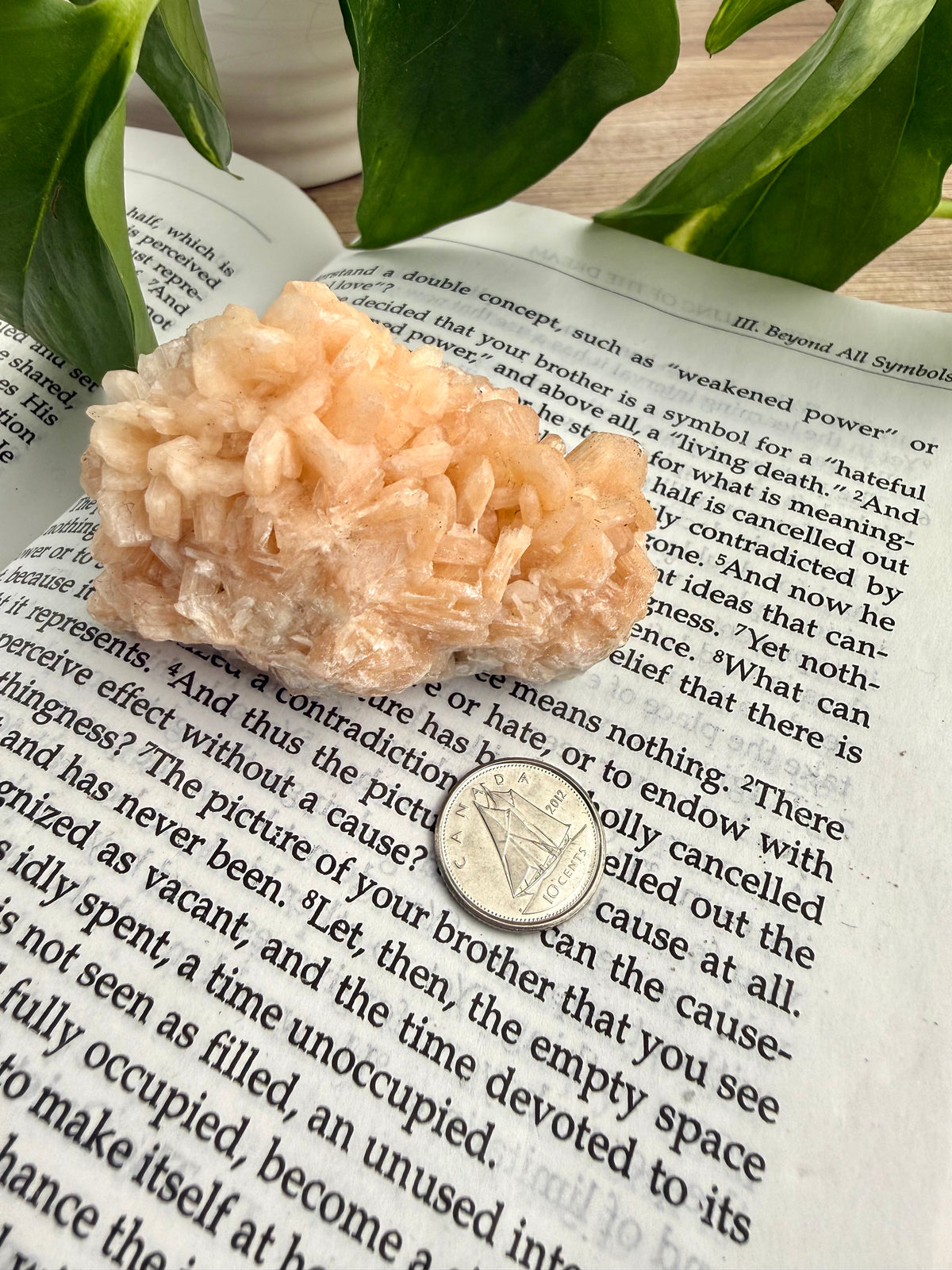 Stilbite crystal on an open book with a coin underneath, surrounded by green leaves.