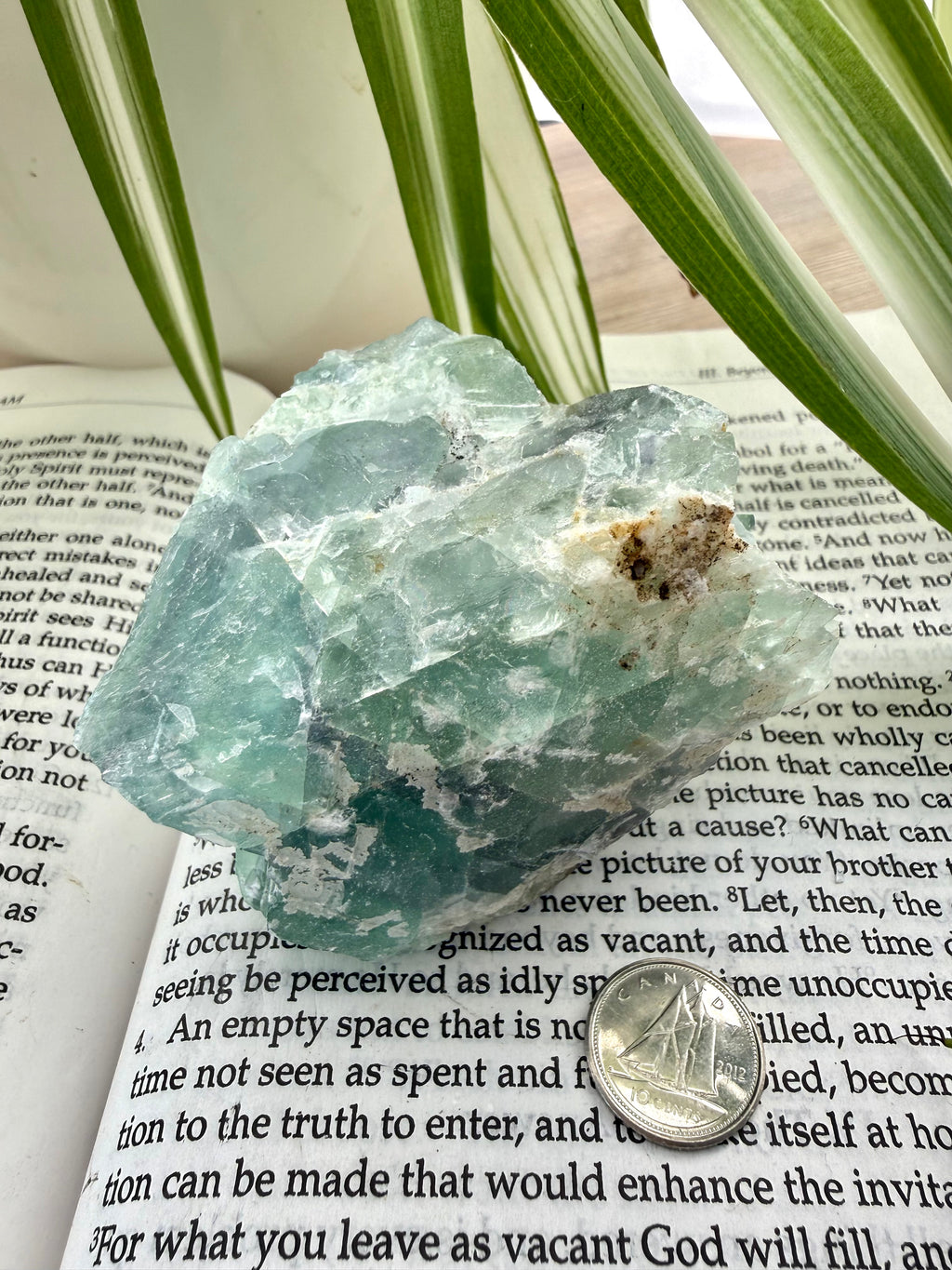 Fluorite crystal on an open book with a plant in the background