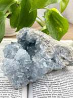 huge celestite cluster with plant on book 