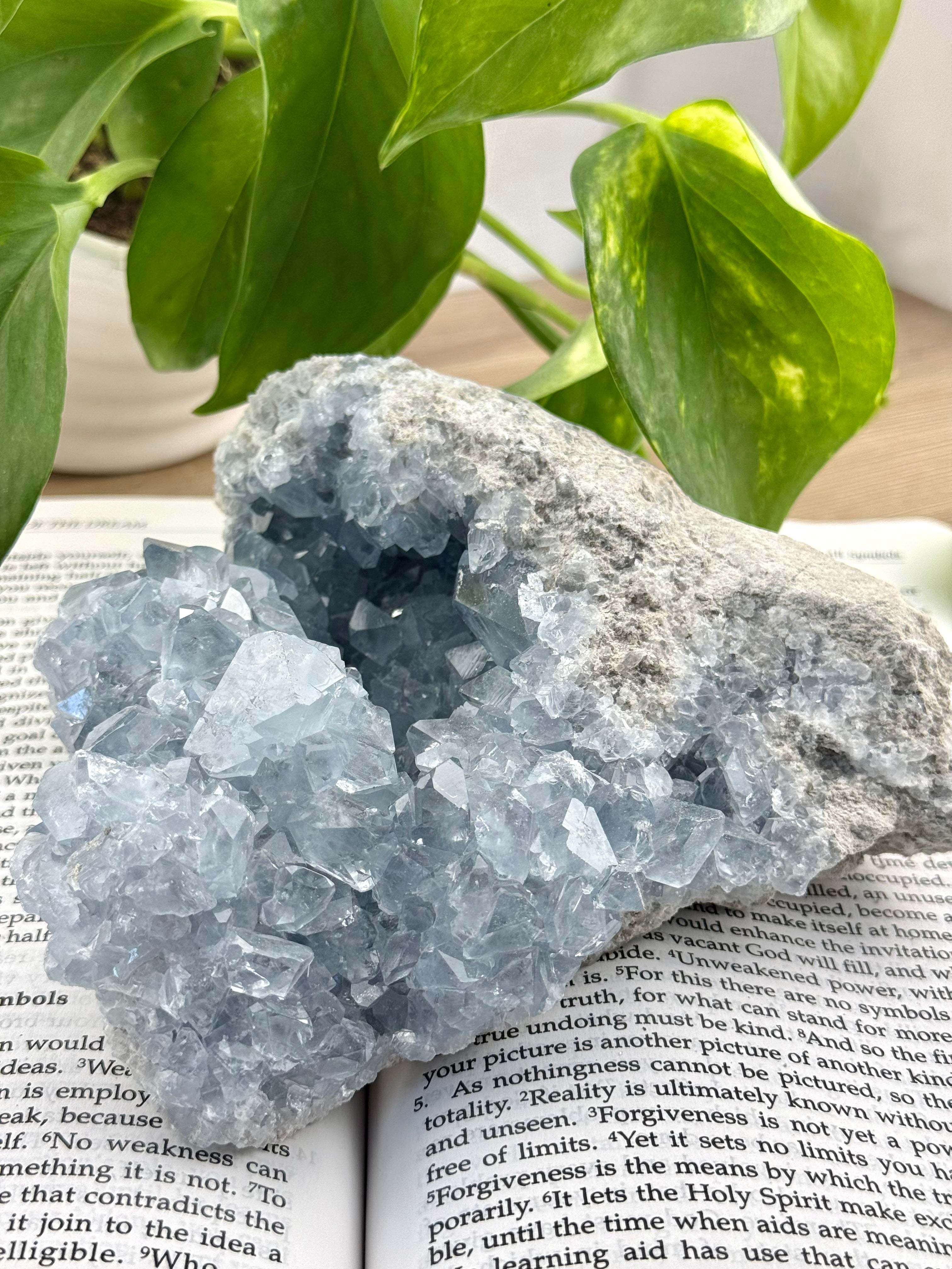 huge celestite cluster with plant on book 