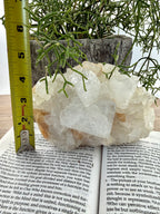 Apophyllite crystal cluster on a piece of paper with a ruler for scale, surrounded by greenery.