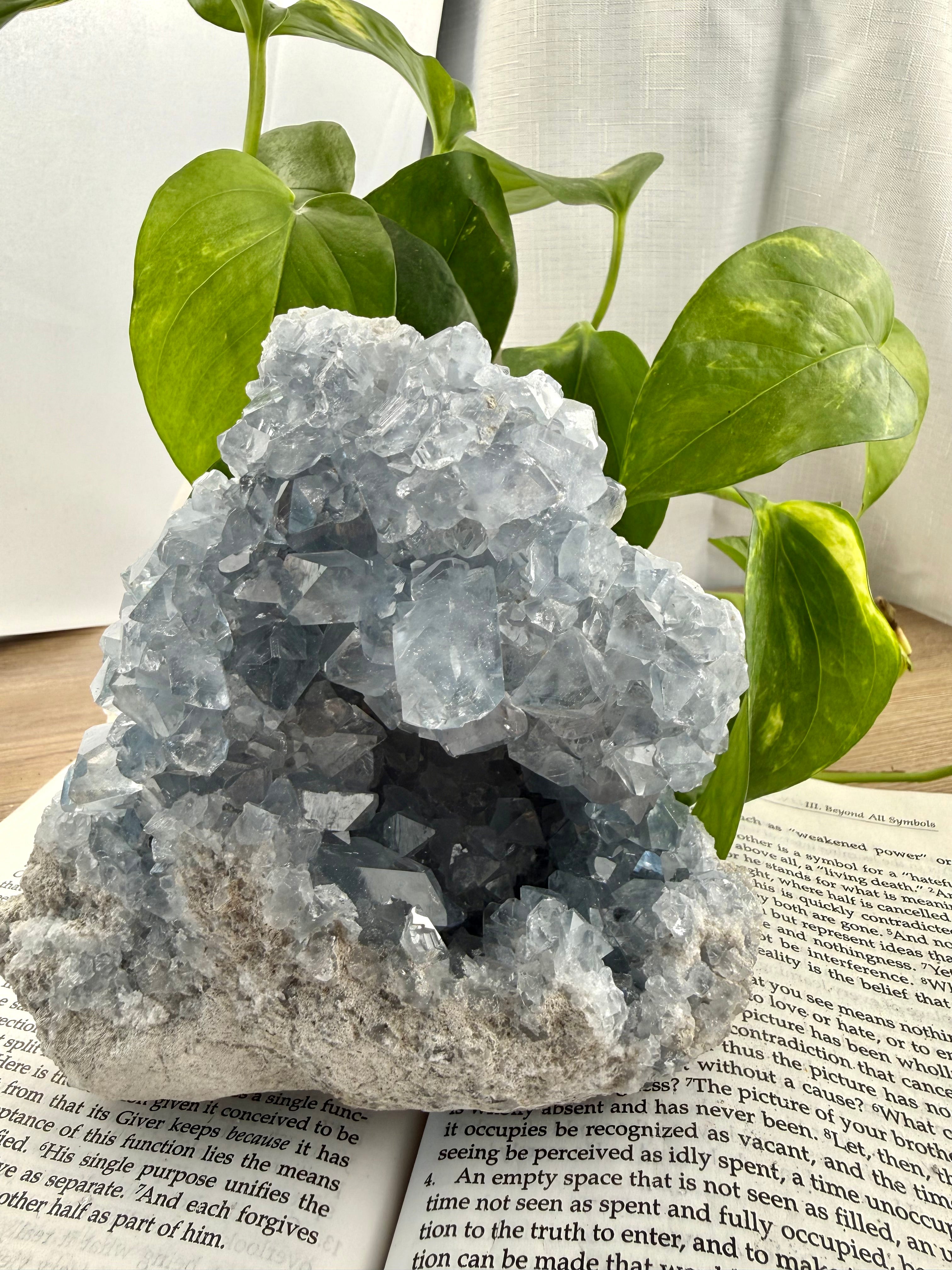 Photo showing full celestite on a book with plant 