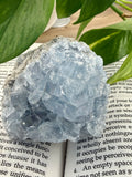 Celestite cluster on book with leaves