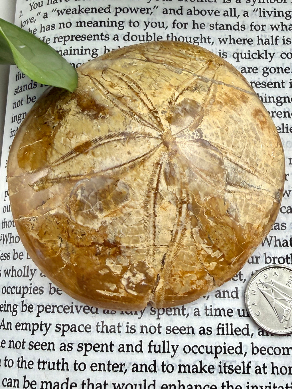 Fossilized sand dollar on a book page with a coin for scale
