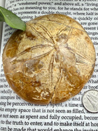 Fossilized sand dollar on a book page with a coin for scale