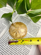 Sand dollar on a book with a measuring tape for scale