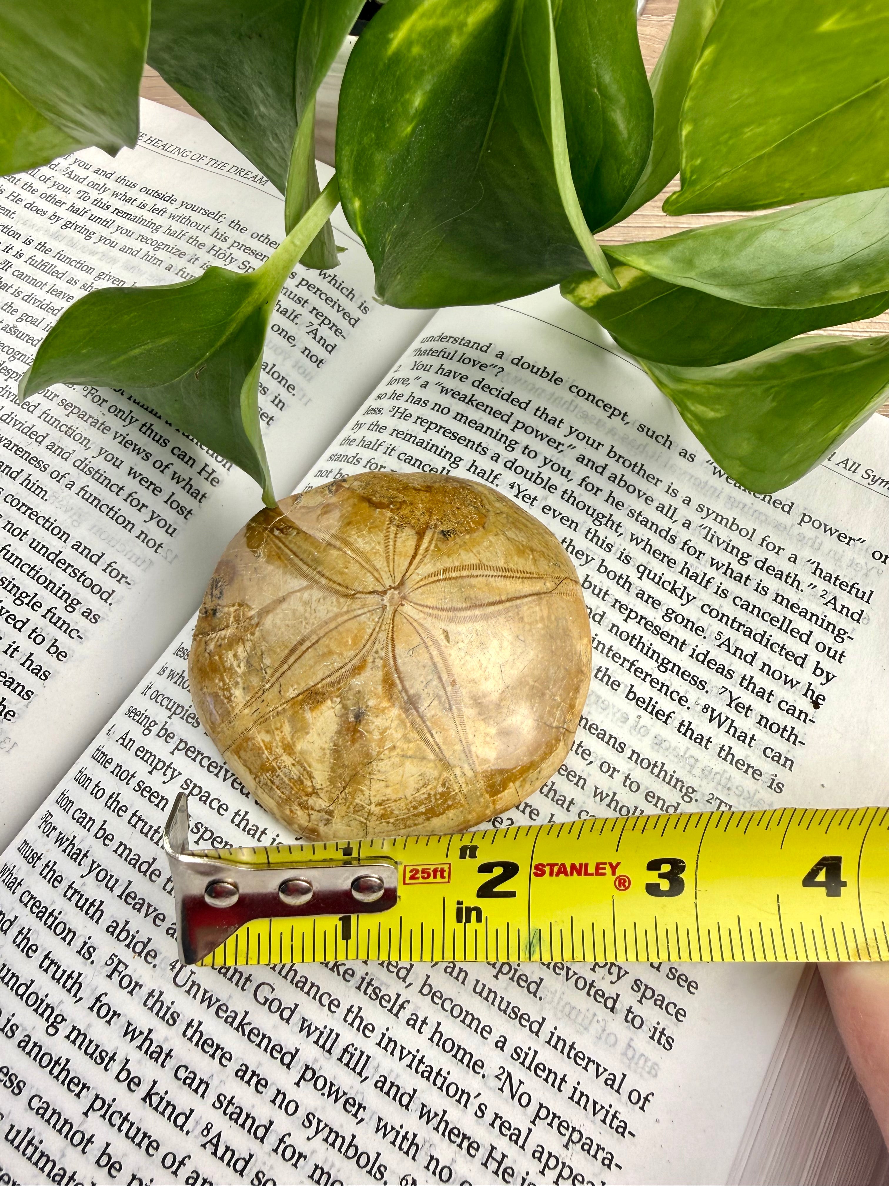 Sand dollar on a book with a measuring tape for scale