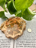 Petrified wood mineral specimen on an open book with green leaves in the background