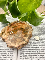 Petrified wood mineral specimen on an open book with green leaves in the background