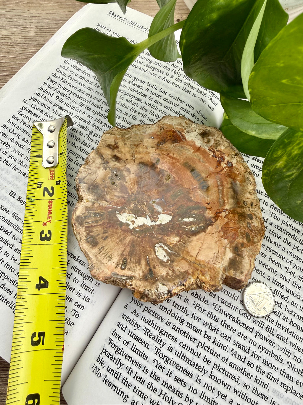 Petrified wood specimen on an open book with a ruler for scale, showing it to be approximately 4" across 