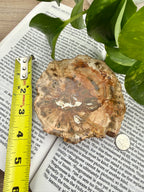 Petrified wood specimen on an open book with a ruler for scale, showing it to be approximately 4" across 
