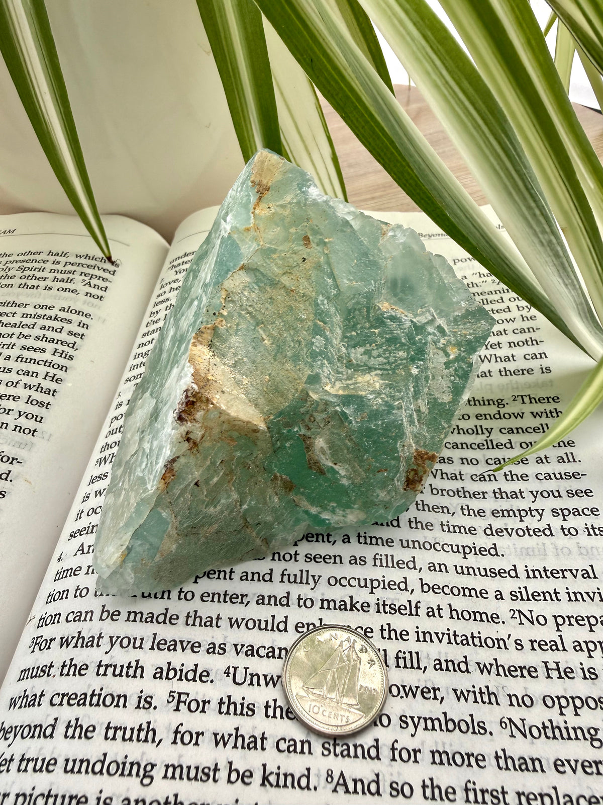 Fluorite crystal on an open book with a plant in the background