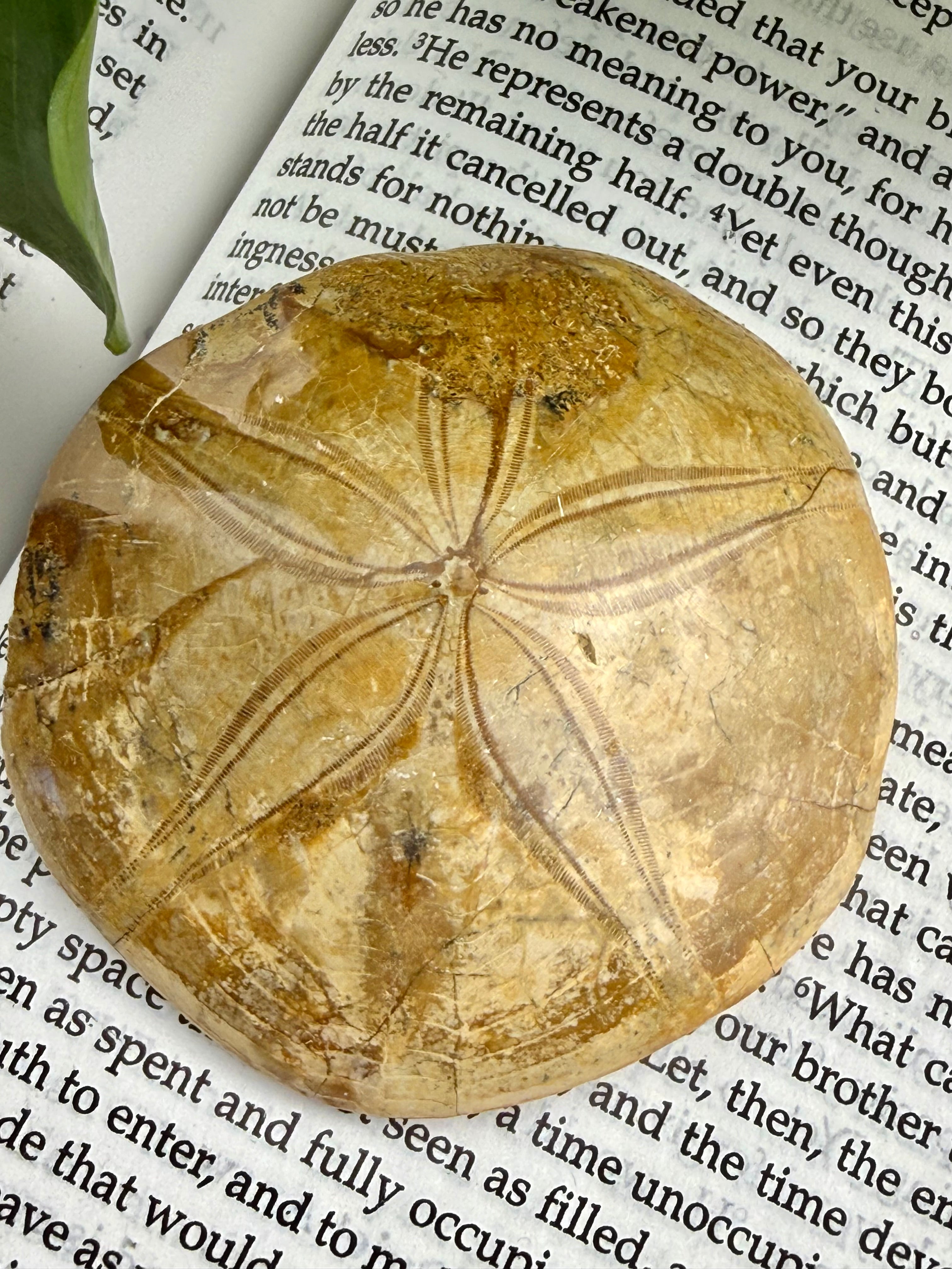 Fossilized sand dollar on a book page