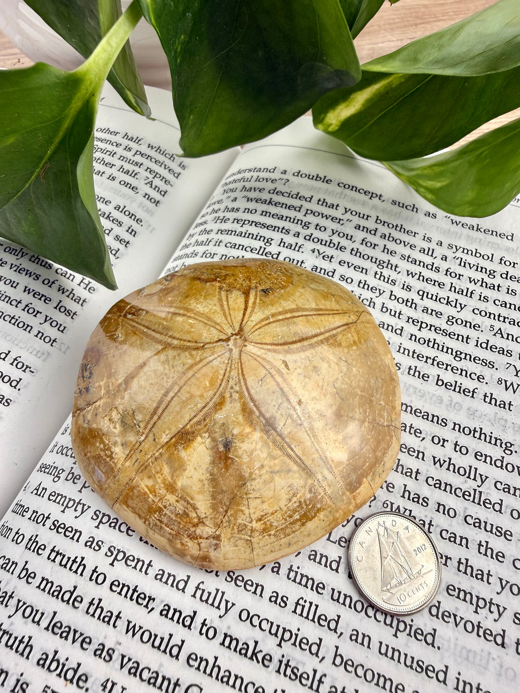 Sand dollar on book with dime to show scale 