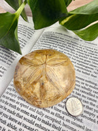 Sand dollar on book with dime to show scale 