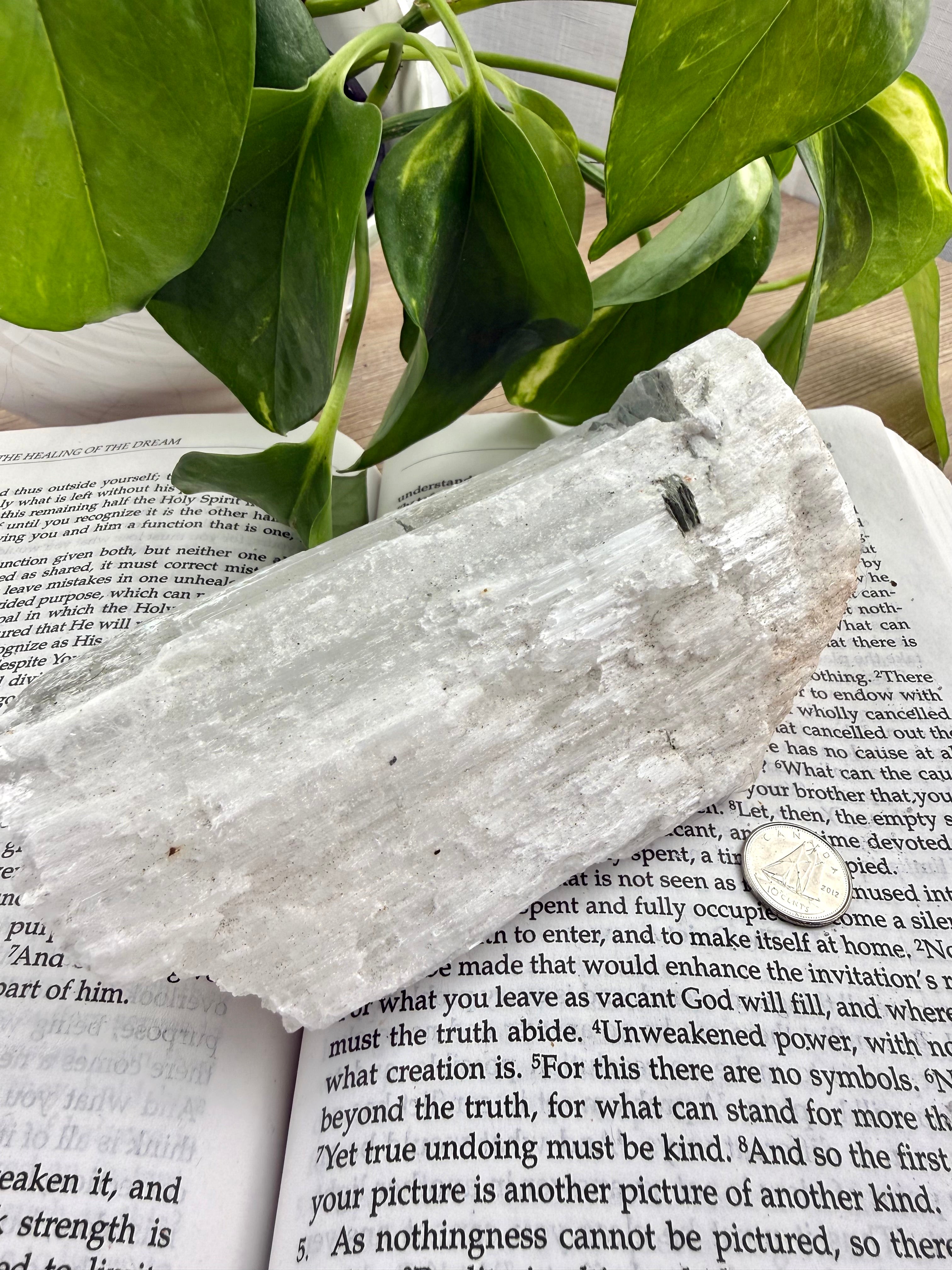 Selenite crystal on an open book with green leaves in the background