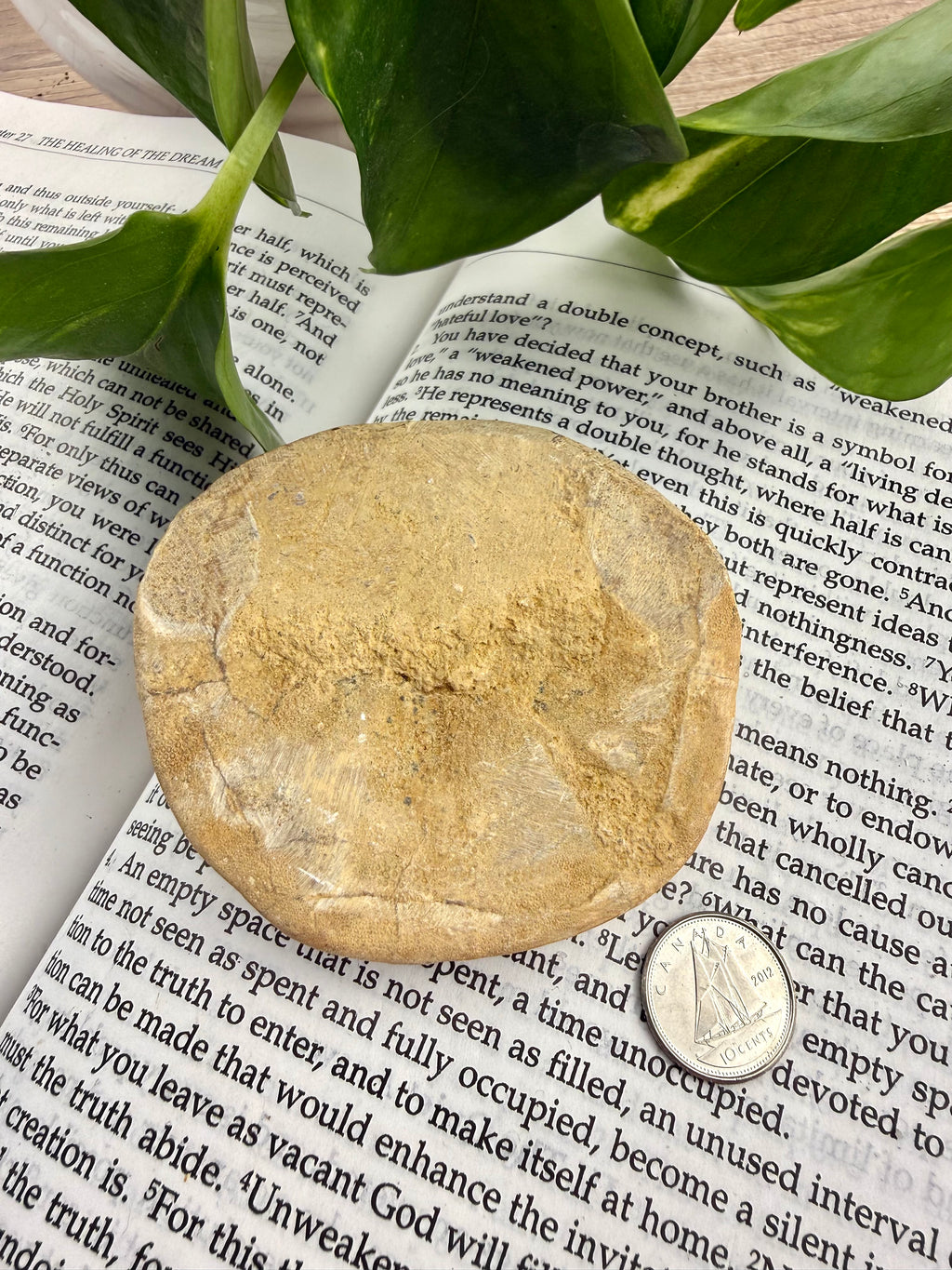 bottom of sand dollar on book with dime