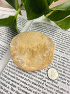 bottom of sand dollar on book with dime
