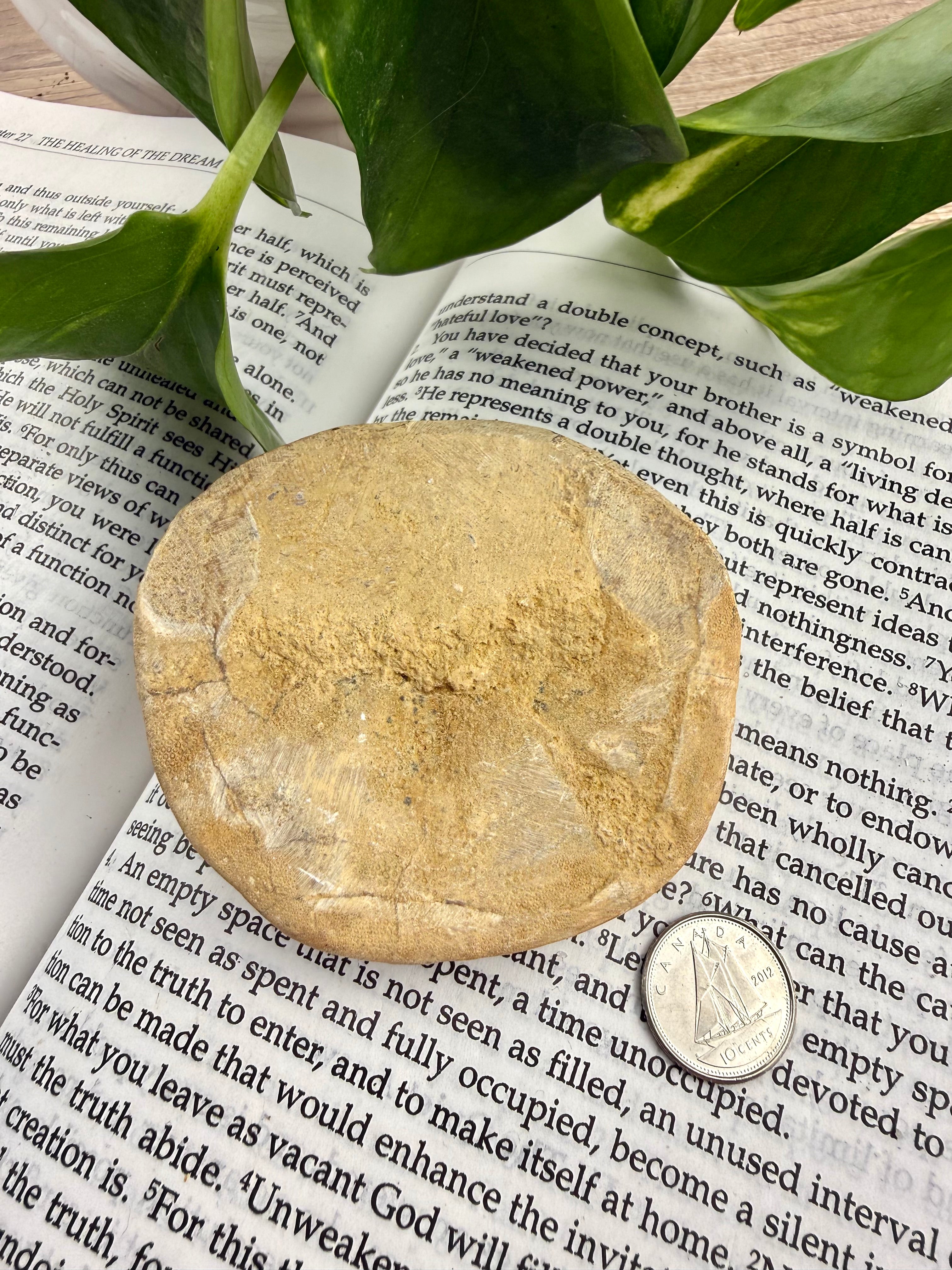 bottom of sand dollar on book with dime