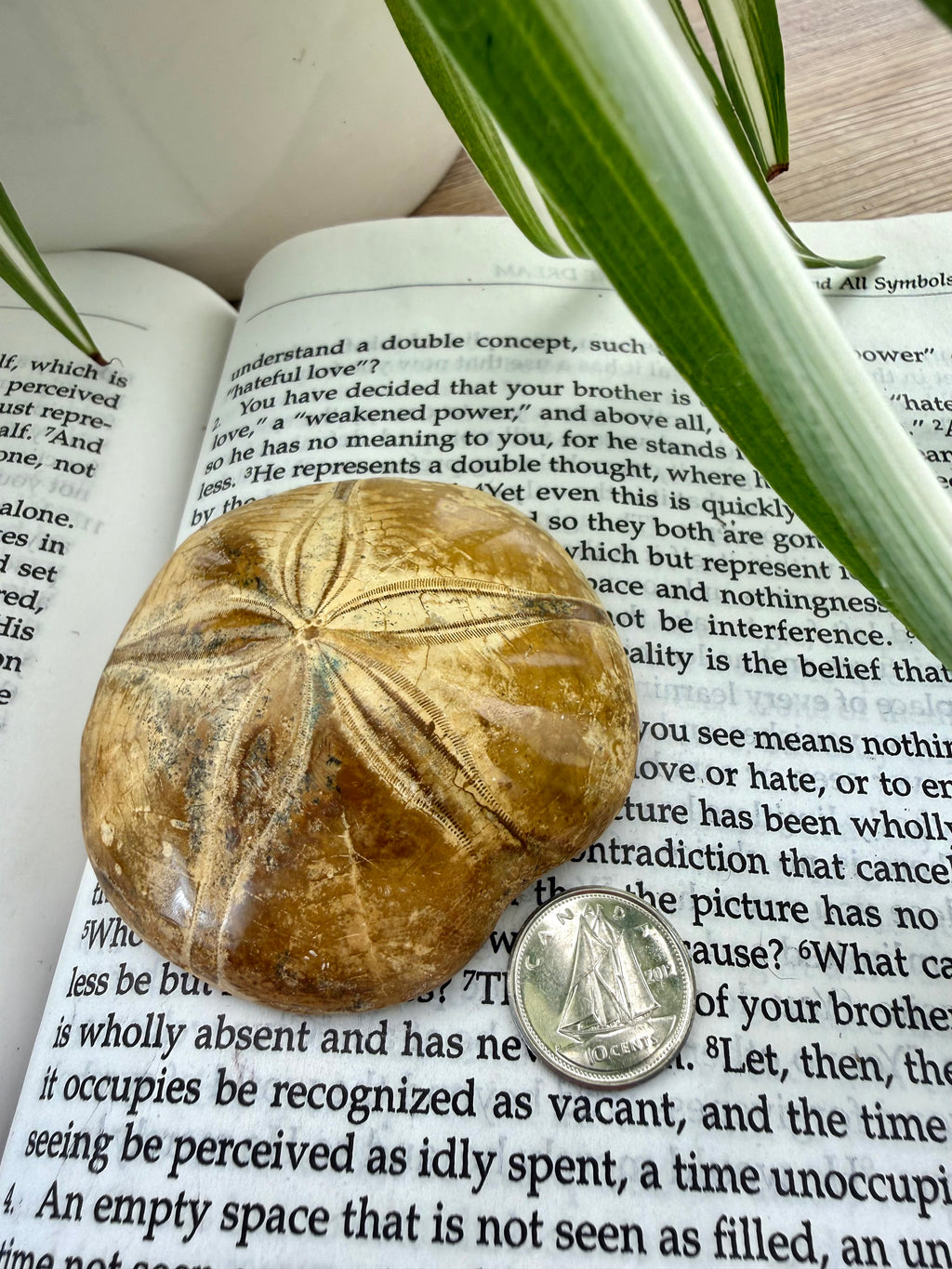 Fossilized sea urchin on an open book with a coin for scale