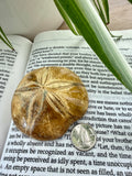 Fossilized sea urchin on an open book with a coin for scale
