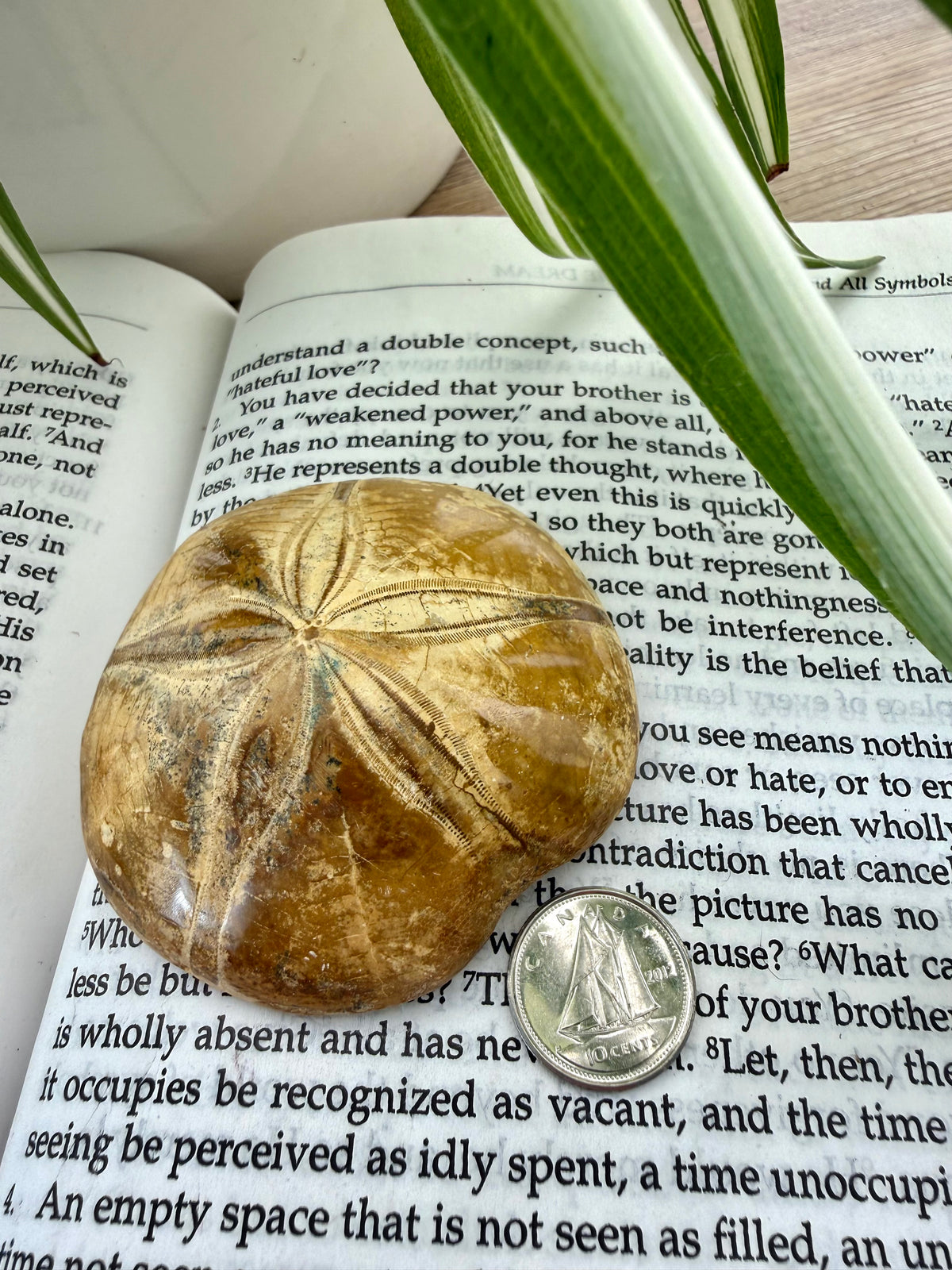 Fossilized sea urchin on an open book with a coin for scale