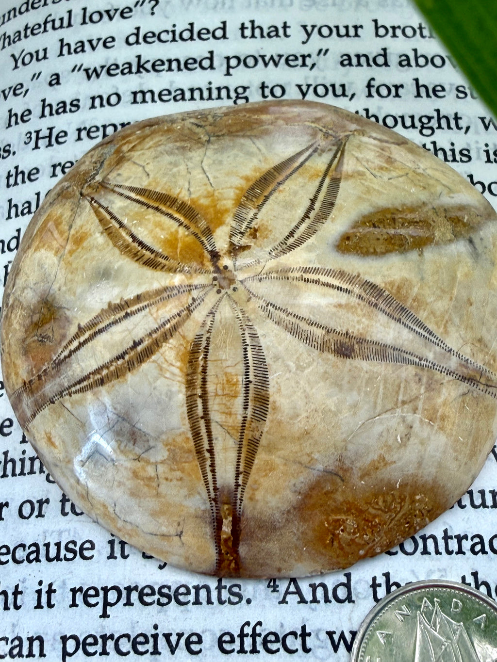 Fossilized sand dollar on a piece of text paper